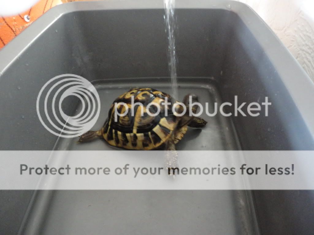 Posted Image