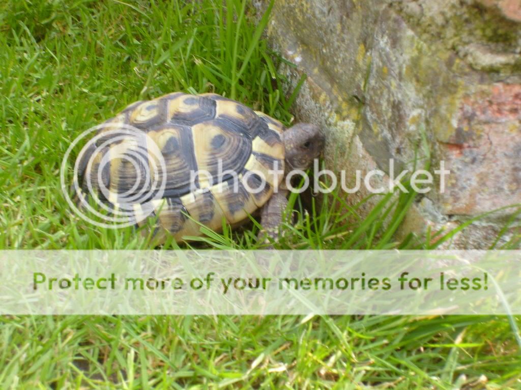 Posted Image