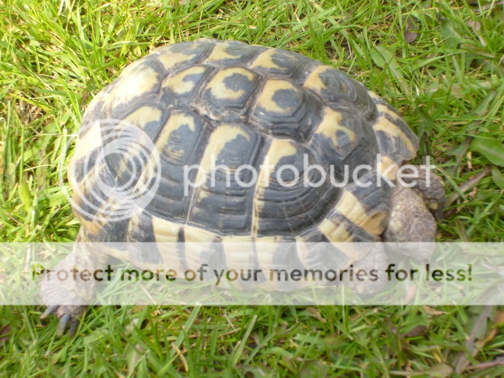 Posted Image