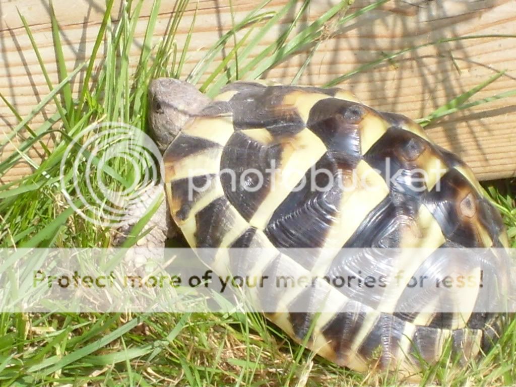 Posted Image