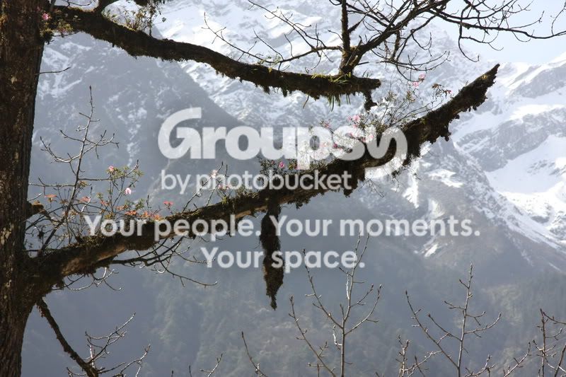 epiphytic rhododendron