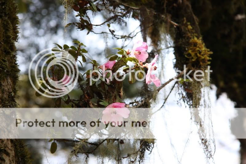 epiphytic rhododendron