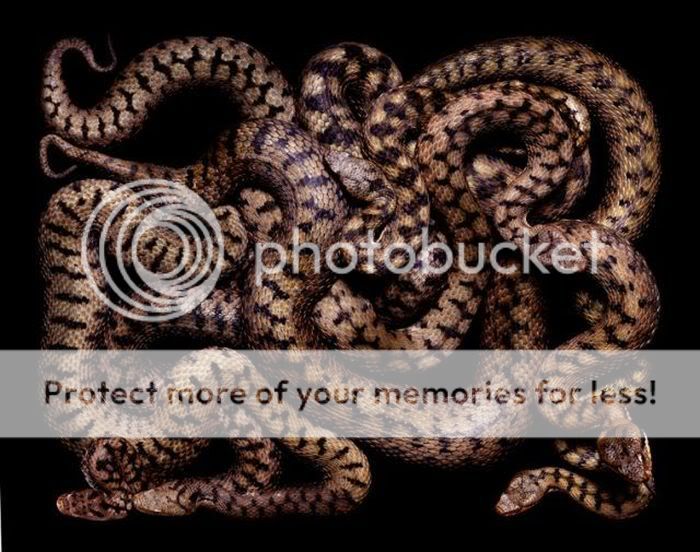 1261537993_snake_art_2_12.jpg