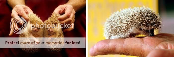 1261714061_very_cute_hedgehogs_01.jpg