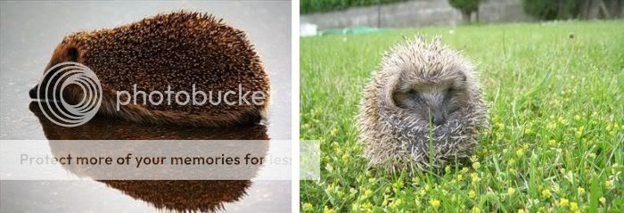 1261714063_very_cute_hedgehogs_04.jpg