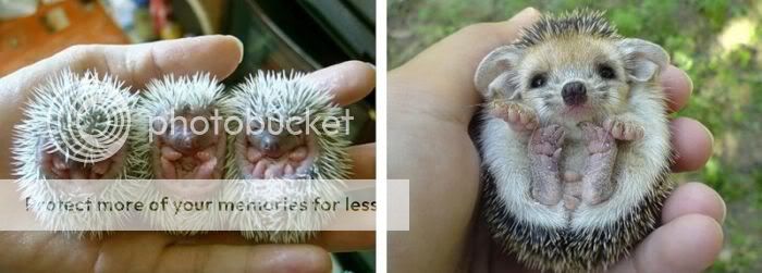 1261714073_very_cute_hedgehogs_33.jpg