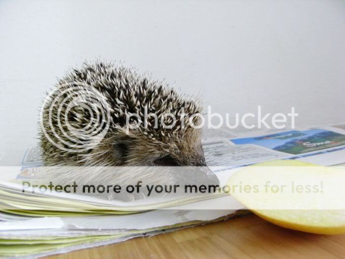 1261714076_very_cute_hedgehogs_08.jpg