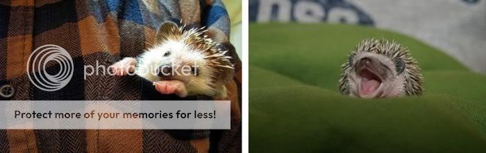 1261714076_very_cute_hedgehogs_28.jpg