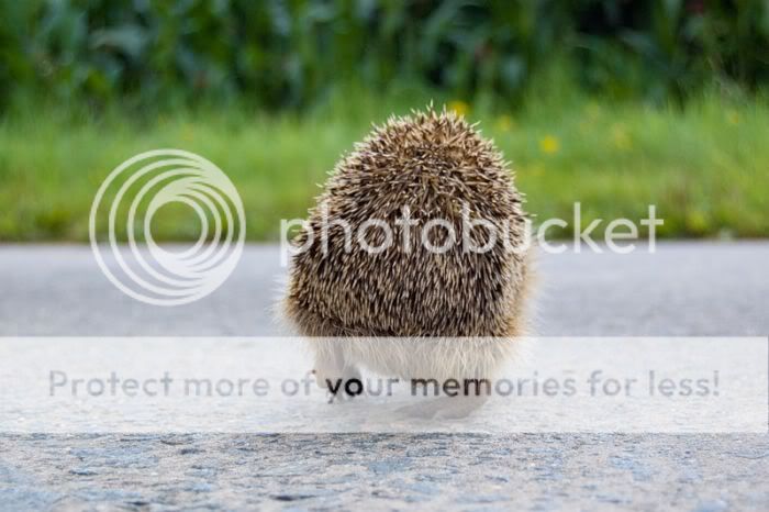 1261714113_very_cute_hedgehogs_18.jpg