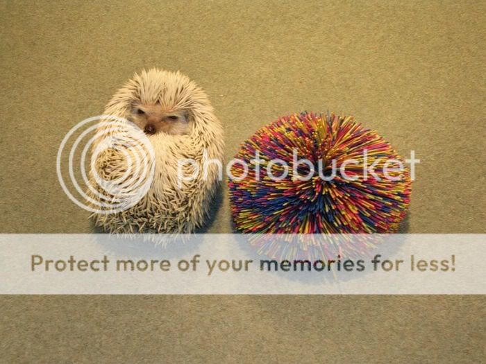 1261714116_very_cute_hedgehogs_03.jpg