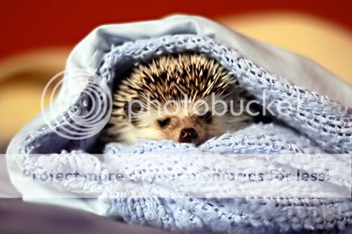 1261714122_very_cute_hedgehogs_21.jpg