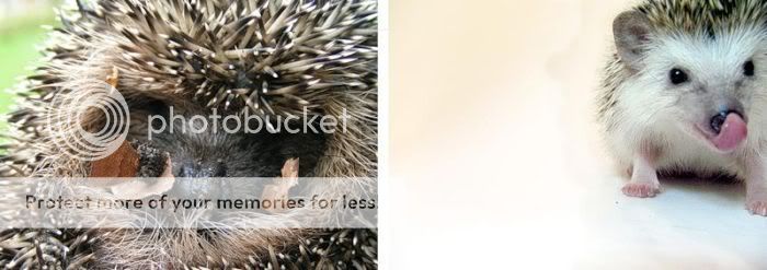 1261714130_very_cute_hedgehogs_15.jpg