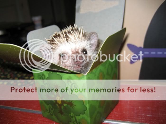 1261714139_very_cute_hedgehogs_25.jpg