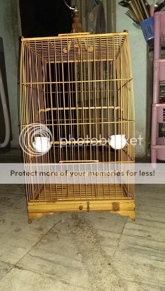 Chào mào  thanh lý