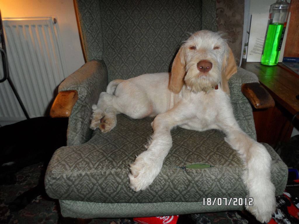 nsw setter