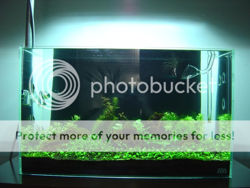 my planted tank please