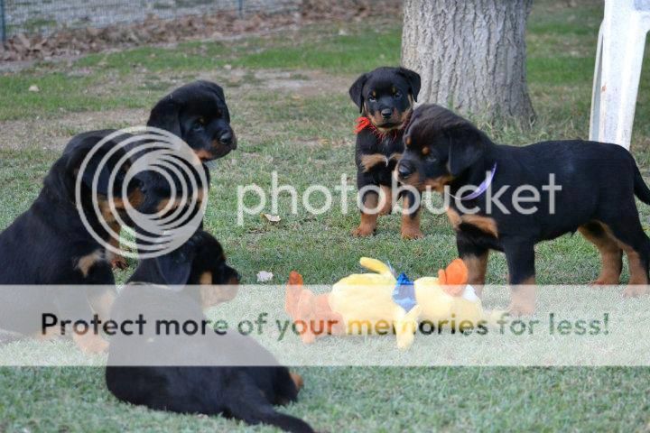 603922_zps213918b4.jpg