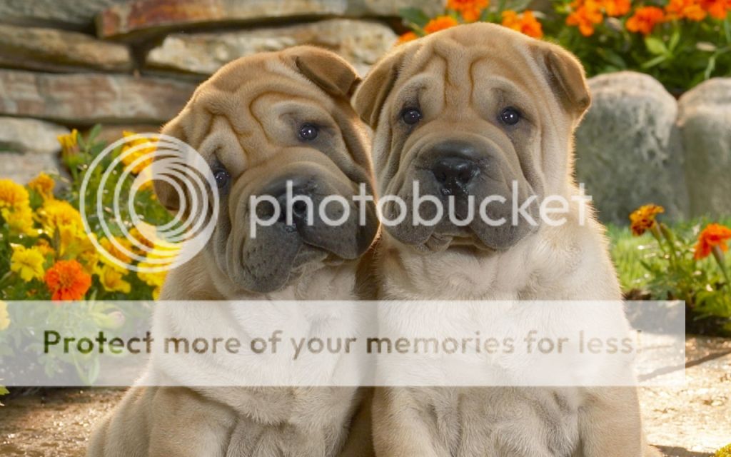 1216538-1280x800-Two-Sharpei-Pups_zpsdf7c23e3.jpg