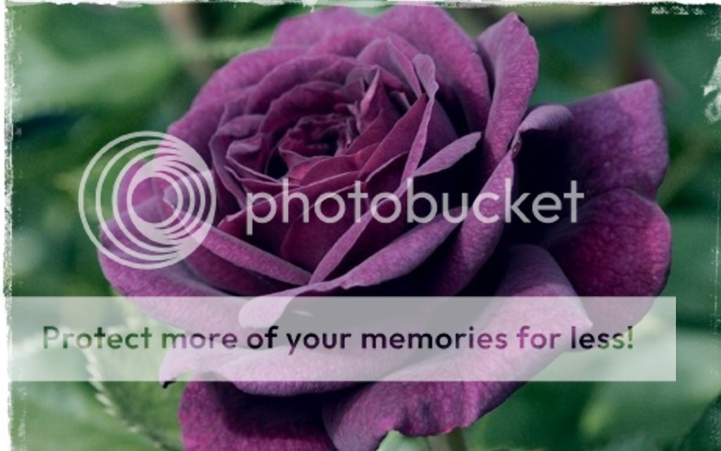 956233-1280x800-awesome_rose07_zps79964470.jpg